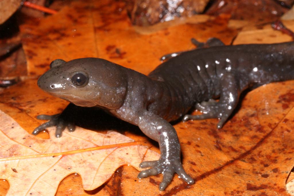 Jefferson salamander adult. Credit: Charlie Eichelberger